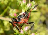 Apiomerus californicus; Bee Assassin species