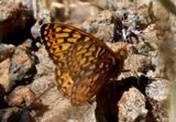 Argynnis callippe; Callippe Fritillary