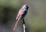 Black-chinned Sparrow; breeding male