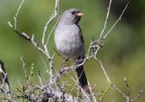 Black-chinned Sparrow; breeding male