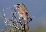 Black-chinned Sparrow; breeding male