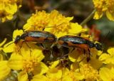 Eupompha elegans; Blister Beetle species pair
