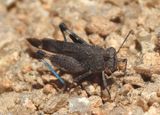 Lactista gibbosa; Trailside Grasshopper