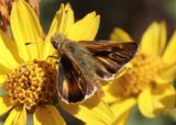 Ochlodes agricola; Rural Skipper
