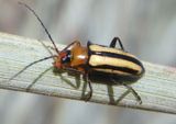Triarius melanolomatus; Leaf Beetle species