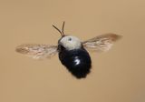 Xylocopa tabaniformis orpifex; Horse-fly Carpenter Bee