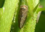 Agallia quadripunctata; Four-spotted Clover Leafhopper