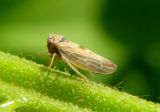 Agalliopsis ancistra; Leafhopper species