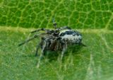 Dictynidae Mesh Weaver species