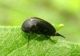 Mordella Tumbling Flower Beetle species