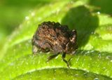 Neochlamisus Warty Leaf Beetle species 