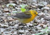 Prothonotary Warbler; female