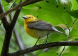 Prothonotary Warbler; female 