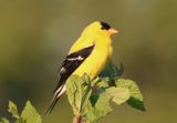 American Goldfinch; breeding male