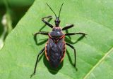 Apiomerus crassipes; Bee Assassin