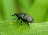 Baridini Weevil species