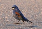Blue Grosbeak; male