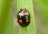 Brachiacantha ursina; Ursine Spurleg Lady Beetle