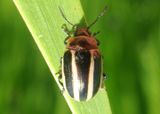 Calligrapha californica; Leaf Beetle species