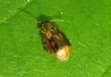 Capraita sexmaculata; Flea Beetle species