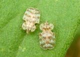 Corythucha marmorata; Chrysanthemum Lace Bugs