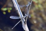 Lestes australis; Southern Spreadwing pair