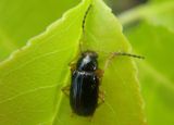 Metachroma angustulum; Leaf Beetle species
