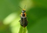 Nodopus flavilabris; Soft-winged Flower Beetle species 