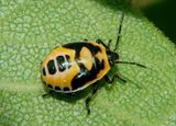 Perillus bioculatus; Two-spotted Stink Bug nymph