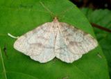 6278 - Macaria evagaria; Drab Angle Moth 