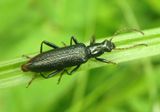 Arthromacra aenea; Darkling Beetle species