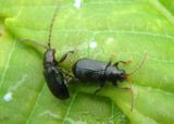 Aulacothorax copalina; Flea Beetle species pair