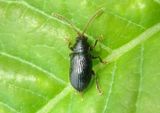 Aulacothorax copalina; Flea Beetle species; female