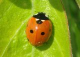 Coccinella septempunctata; Seven-spotted Lady Beetle; exotic