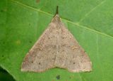 8386 - Renia adspergillus; Speckled Renia Moth 