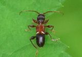 Euderces picipes; Long-horned Beetle species