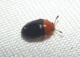 Triplax Pleasing Fungus Beetle species