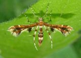 6092 - Geina tenuidactylus; Himmelmans Plume Moth