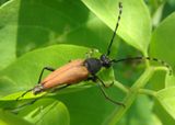 Brachyleptura rubrica; Flower Longhorn species