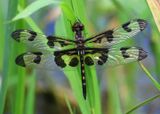 Celithemis fasciata; Banded Pennant; female