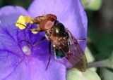 Copestylum Bromeliad Fly species; female