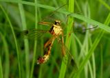 Ctenophora nubecula; Large Crane Fly species; male