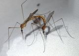 Geranomyia Limoniid Crane Fly species pair