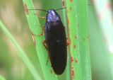 Ischnoptera deropeltiformis; Dark Wood Cockroach