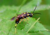 Macrophya formosa; Common Sawfly species 