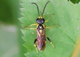 Macrophya formosa; Common Sawfly species
