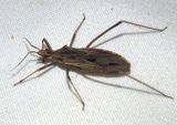 Narvesus carolinensis; Assassin Bug species
