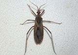 Narvesus carolinensis; Assassin Bug species
