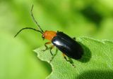 Phyllecthris dorsalis; Leaf Beetle species