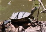 Red-ear Slider